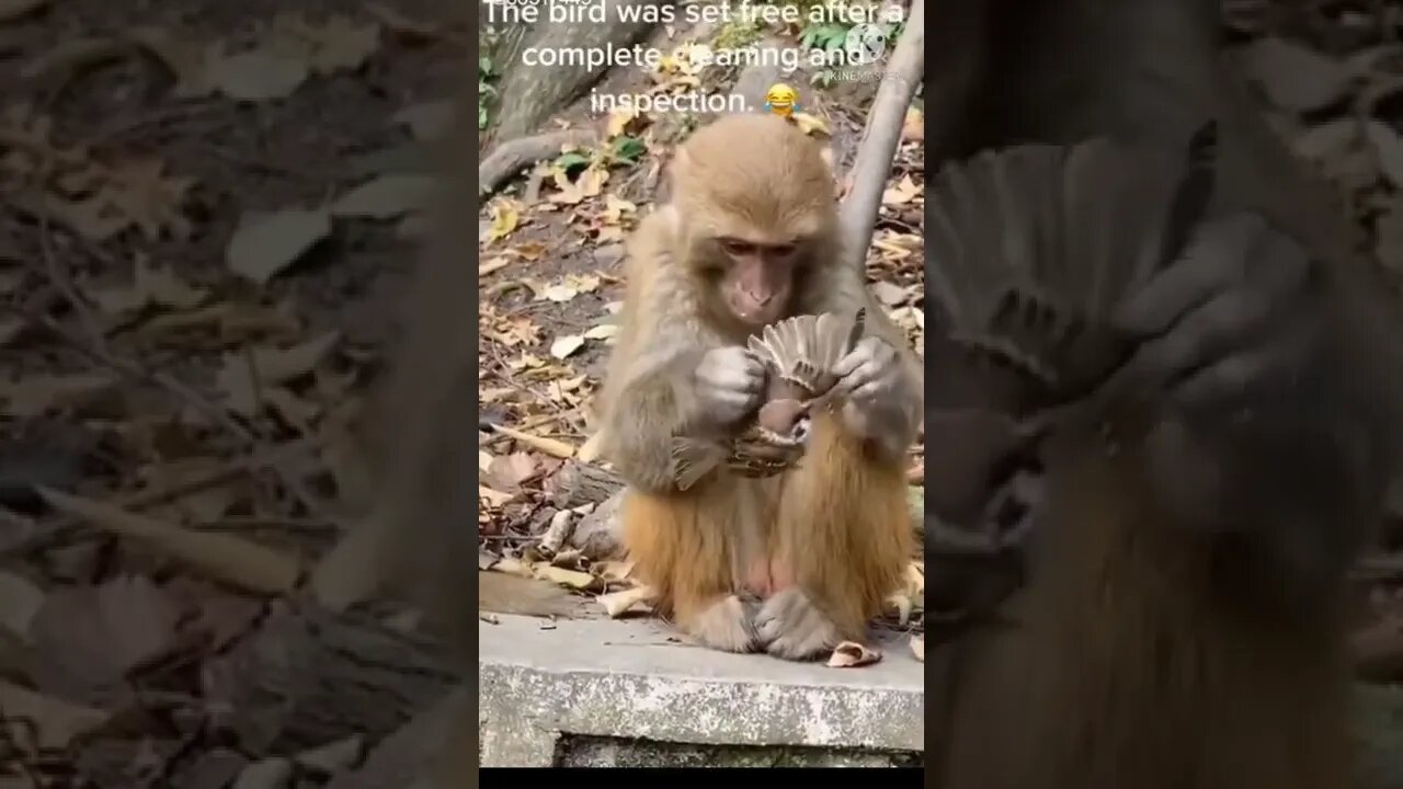 Monkey funny video || cute 🐵 monkey #longvidio #short #amazing #viralvideo2022 #shortsvideo