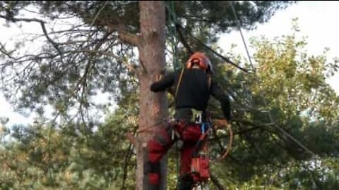 Un arbre abattu tombe en miettes