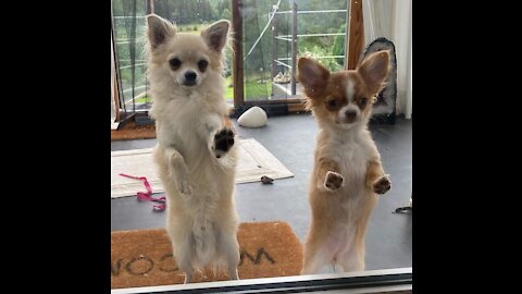 We are trying to walk like humans