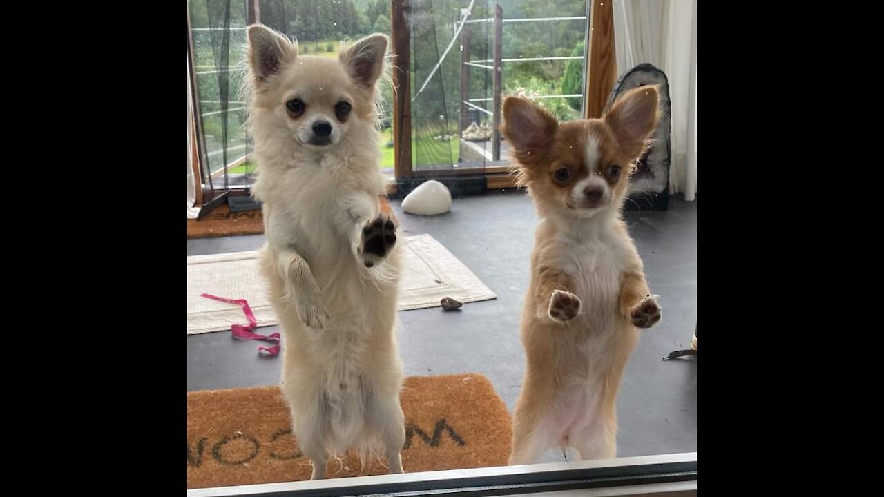 We are trying to walk like humans