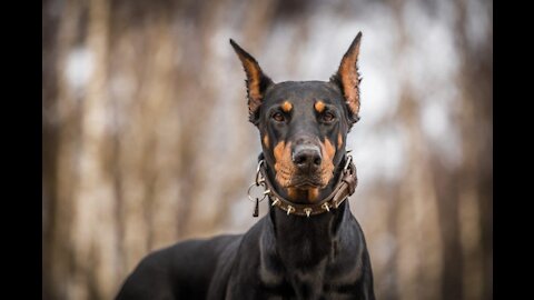 Step by Step training for your guard dog!