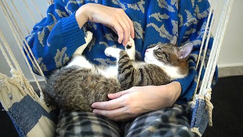 Sweet Cat Falls Asleep in My Arms