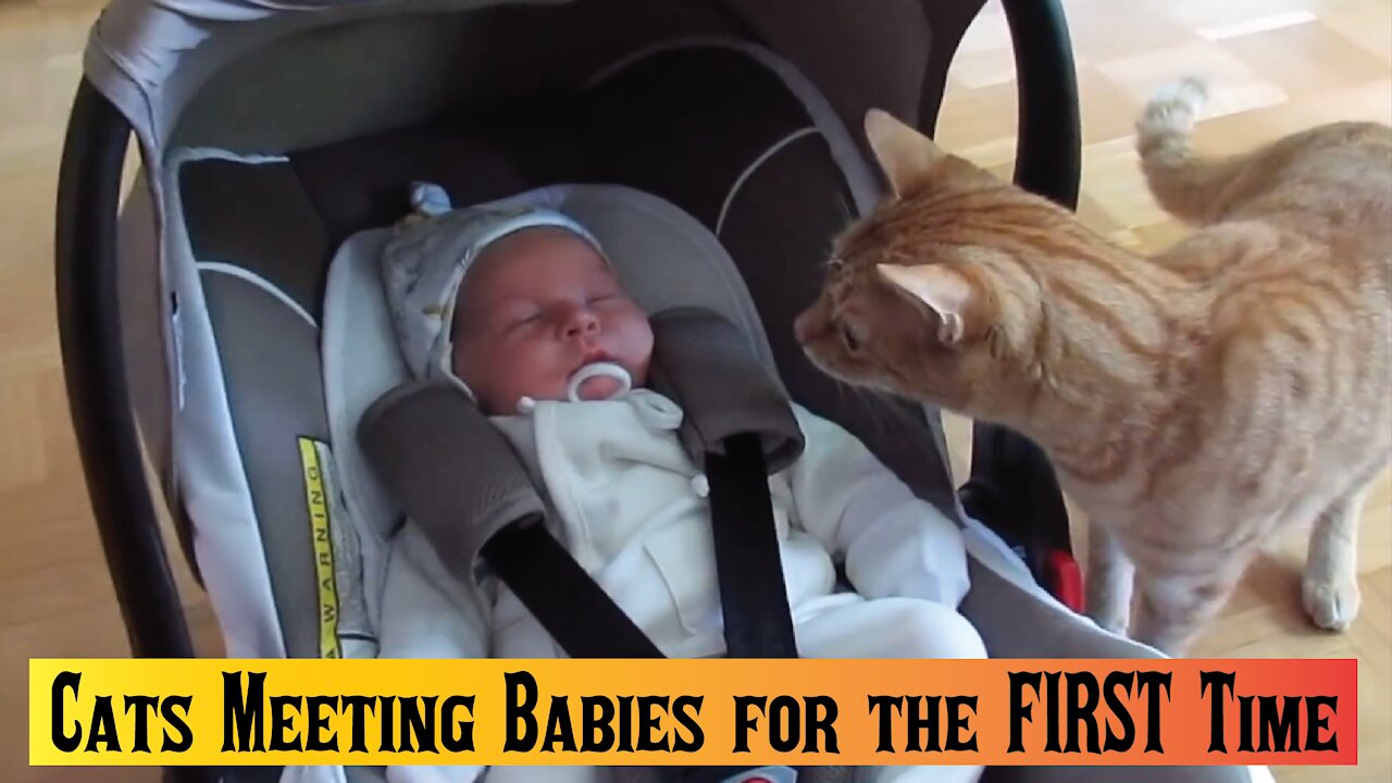 Cats Meeting Babies for the FIRST Time [NEW] Compilation