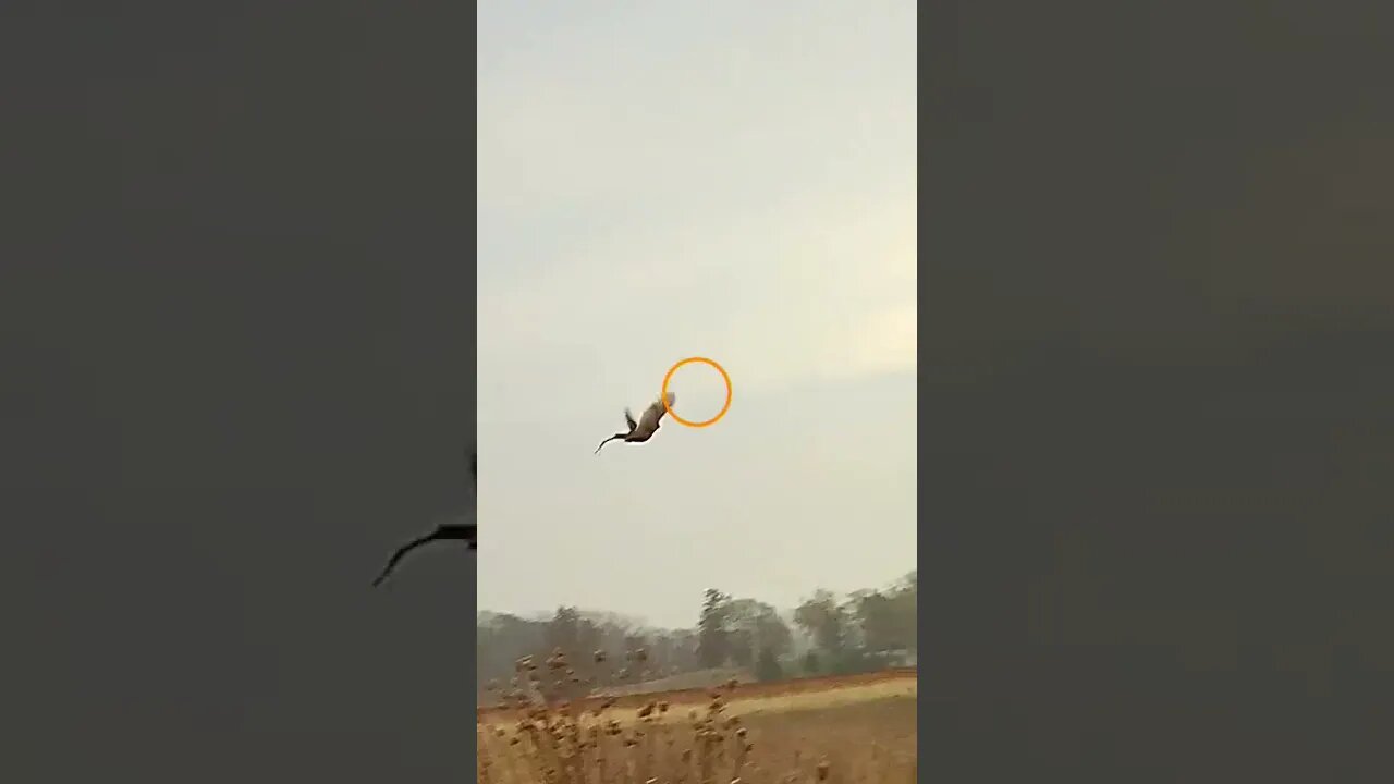 Long Shot but it HIT……..#pheasanthunting #goldenretriever
