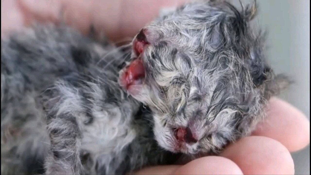 Cat gives birth to puppy with two heads ! impressive