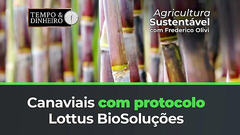 Canaviais com protocolo Lottus