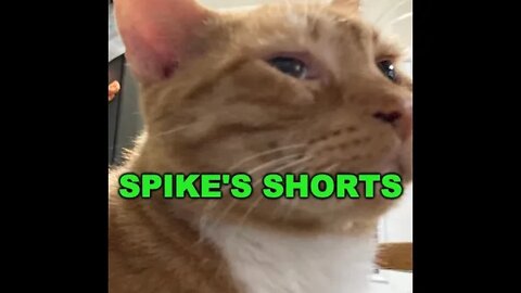 Spike's Shorts...Four Friends