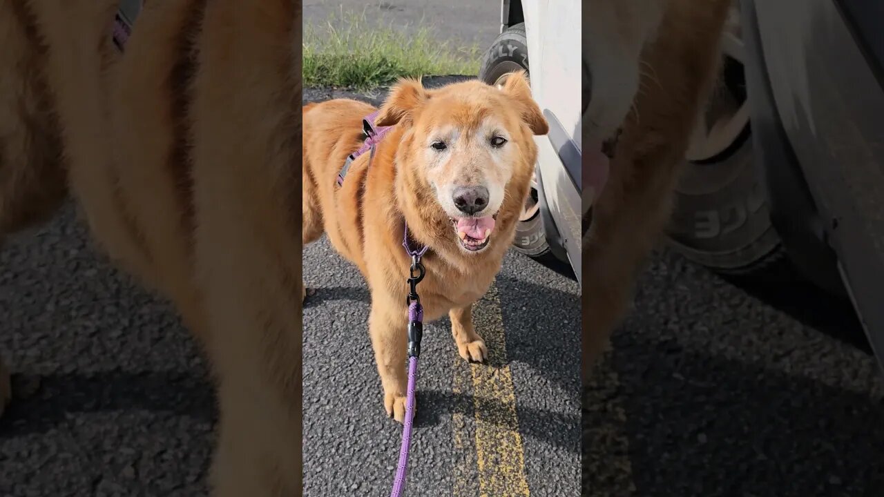 the Groomed! Titan age 12 #best #dog #life #goldenretriever