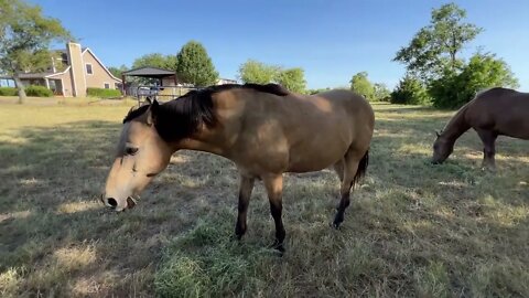 Sunday Morning With The Critter - 27 Degrees In Texas