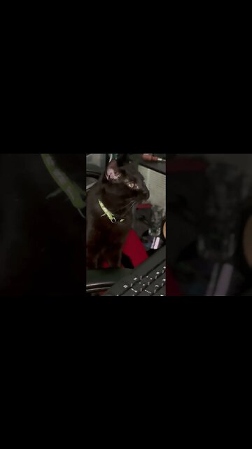 Kitty Life Works Hard More then Some YouTubers #shortsviral