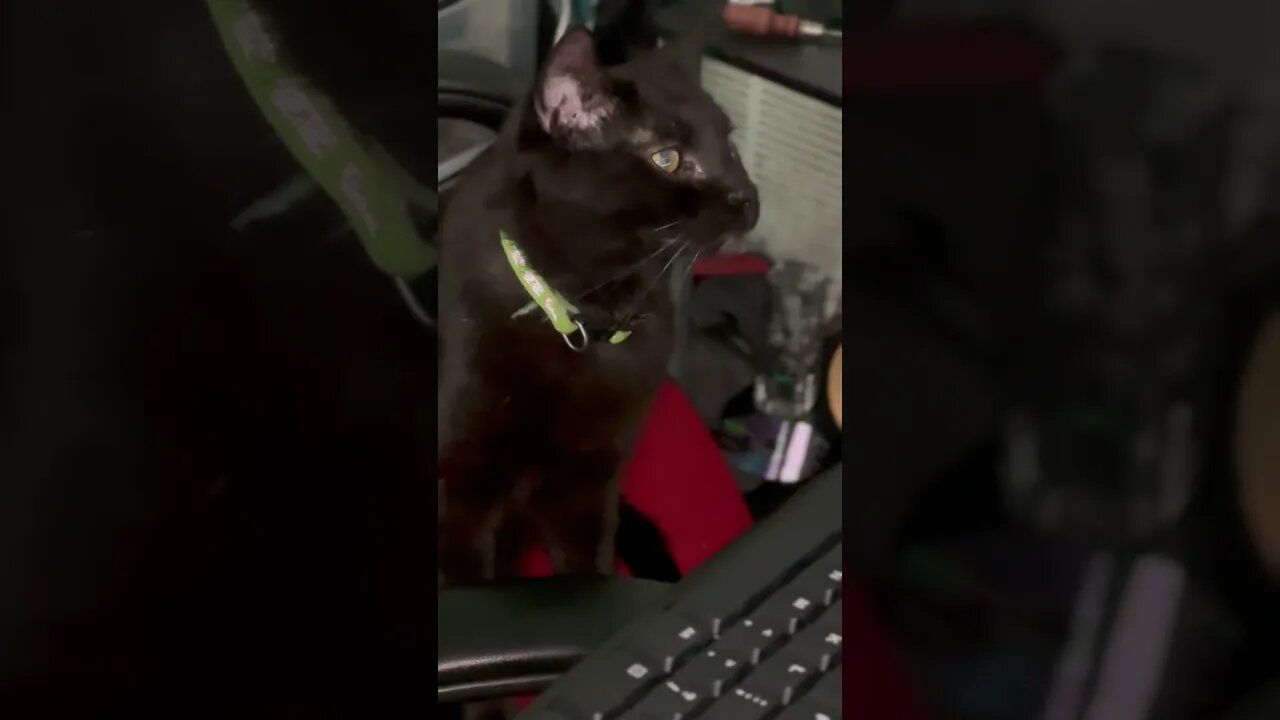 Kitty Life Works Hard More then Some YouTubers #shortsviral