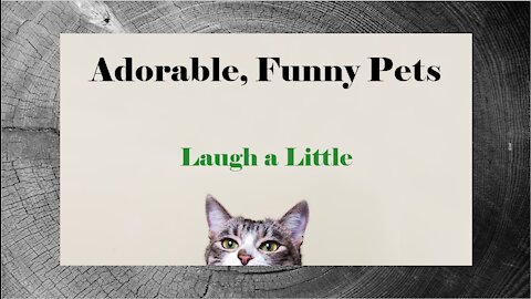 Adorable, Funny Pets - Laugh a Little