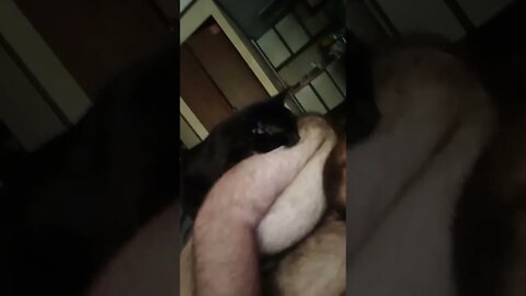 kitty won't let me up #shorts #shortsvideo #shortsfeed #youtubeshorts #catvideos