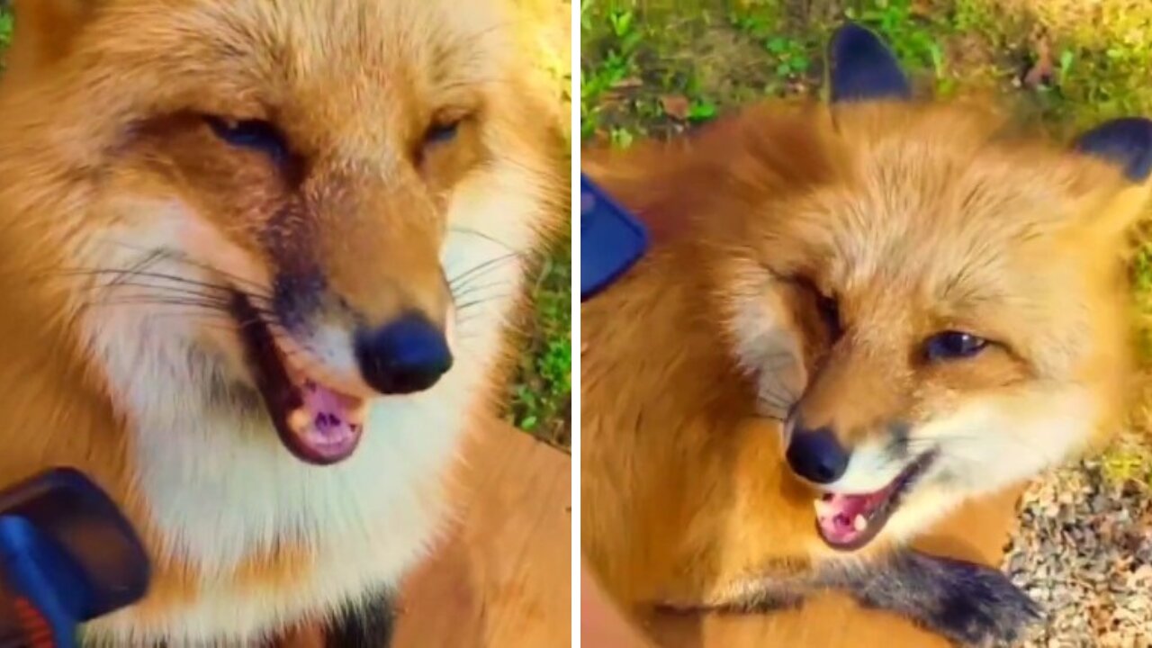 What Fox Says While You Brush His Tail