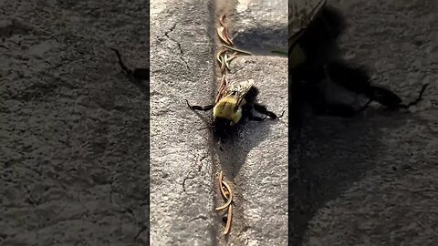 I gave this Bee Sugar Water and it came Back to Life 🤯