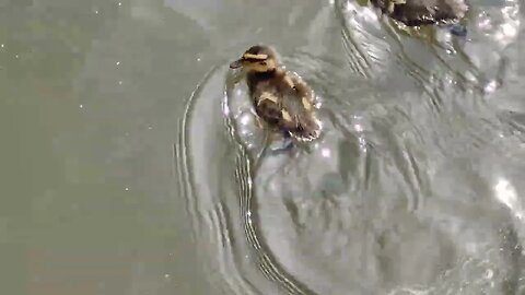 Patinho no Lago