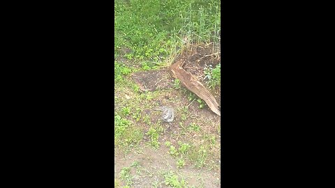 squirrel 🐿️ into the 🐦 bird feeder