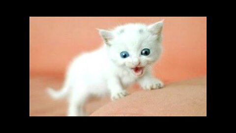 Funny Cats and Kittens Meowing