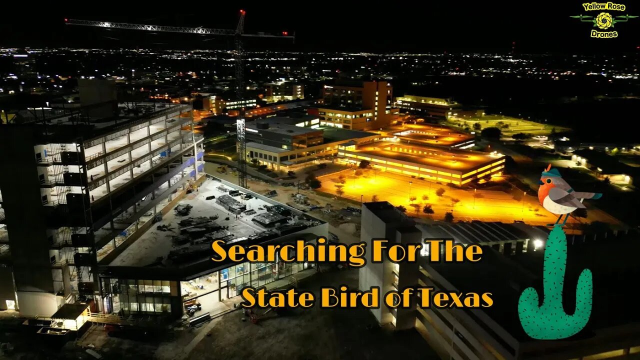 Searching For The State Bird Of Texas At Night @ Medical Center San Antonio TX #uthealth #nighttime