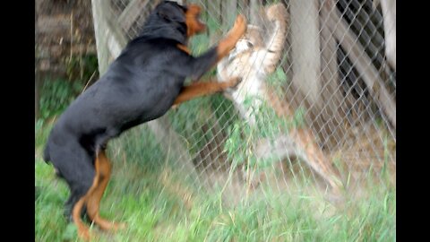 Rottweiler savage Attacks