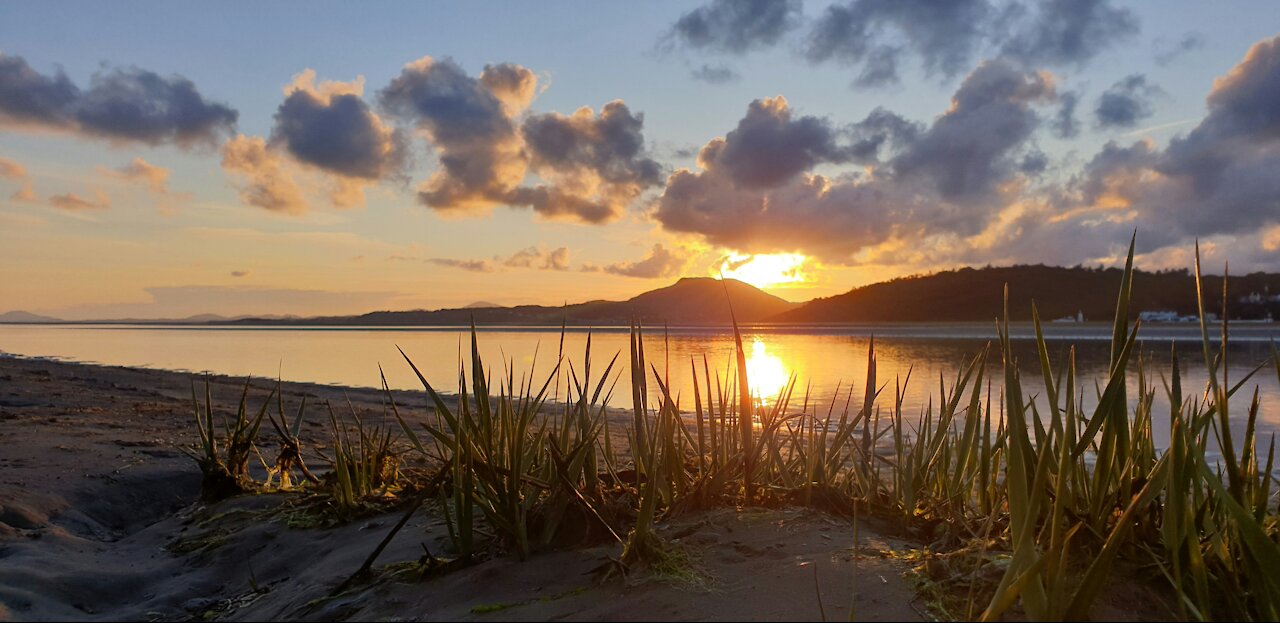 Canadian Geese emerge through Sunset as little Dog tries to chase from beach