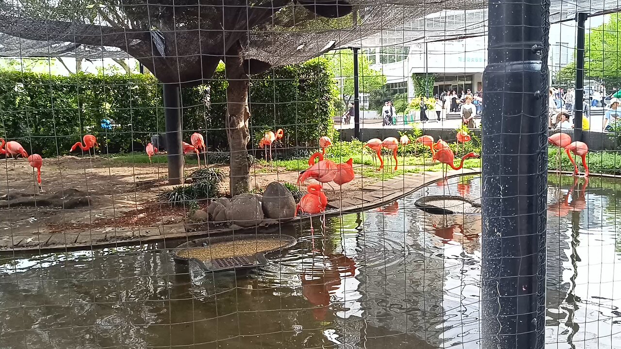 Flamingo at Ueno Zoo