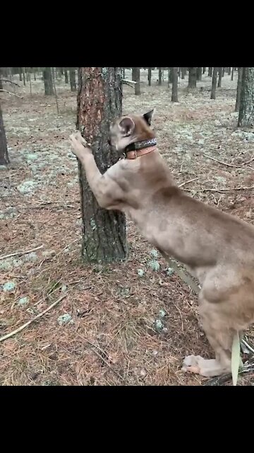 Pet puma on a leash goes for a walk in the wood