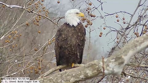 USS Eagles - Mom Perched