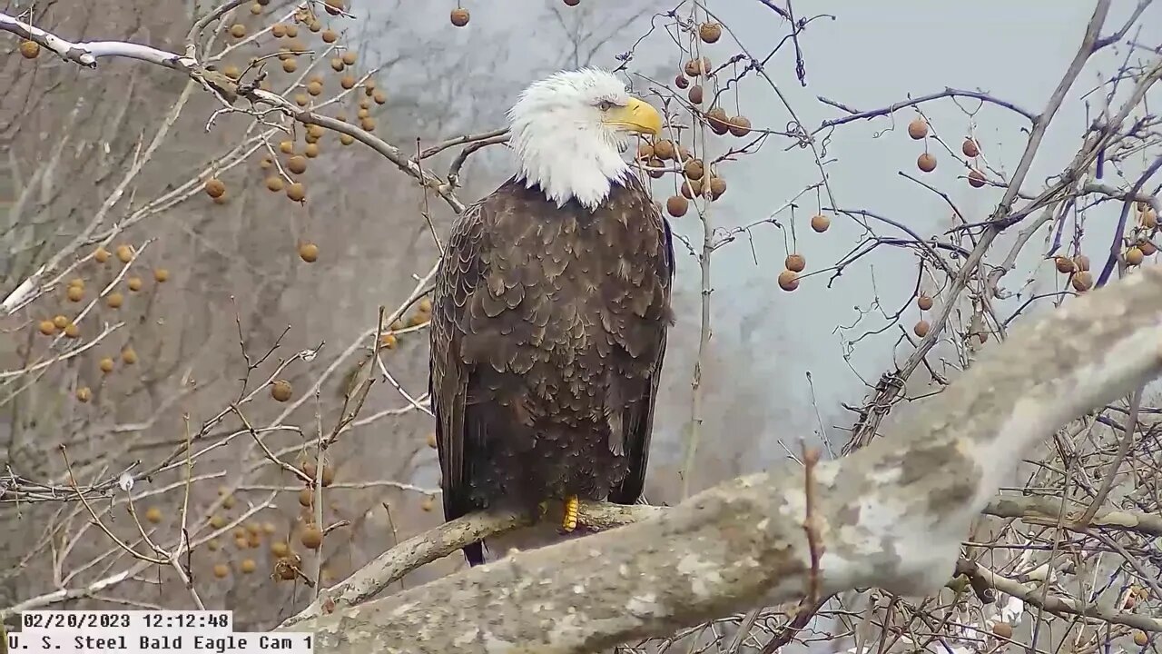 USS Eagles - Mom Perched