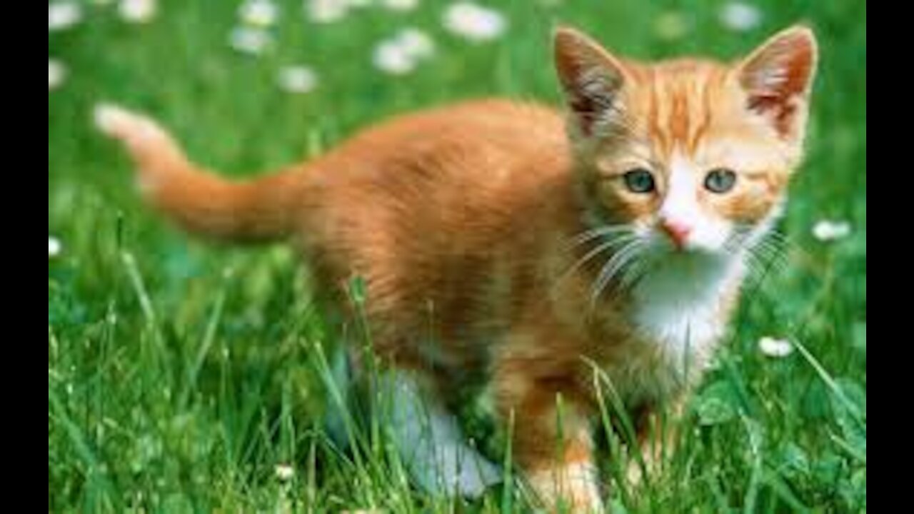 A pet kitten resting to catch insect in the grass