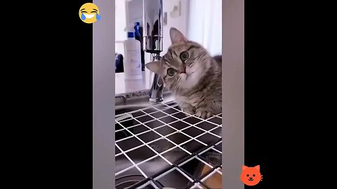 Cute cat seeing water dripping #shorts #cats #youtubeshorts #viral
