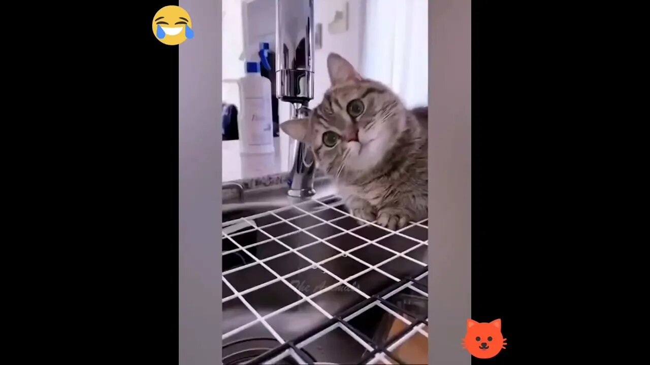 Cute cat seeing water dripping #shorts #cats #youtubeshorts #viral