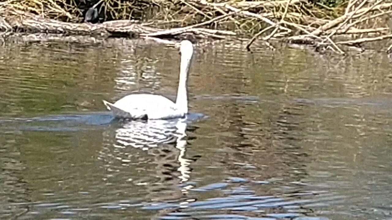 Swan And The Duckling.