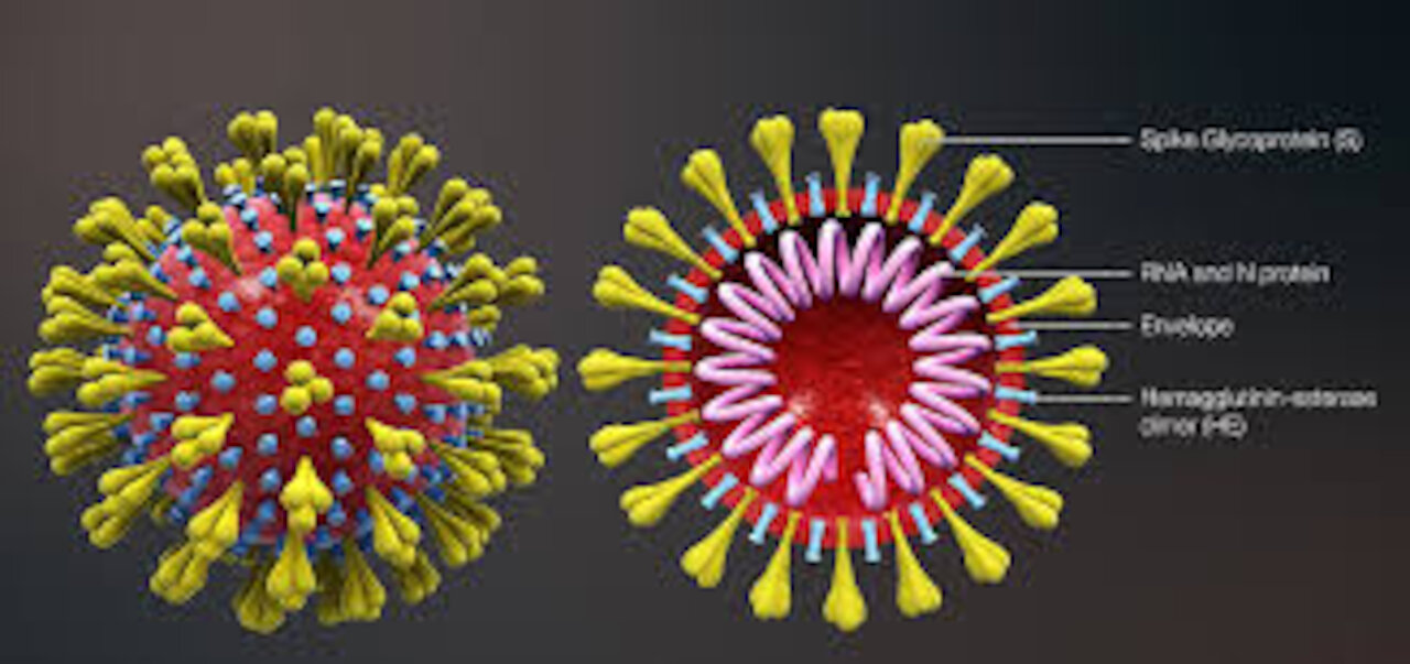 covid virus