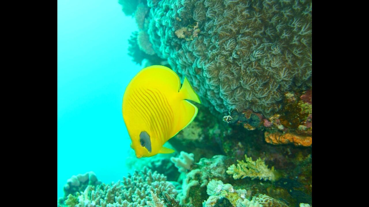 DIVING|SAFAGA|TAUCHEN|ÄGYPT#diving#tauchen
