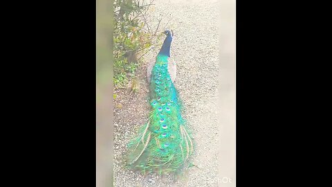 Sitting peacock