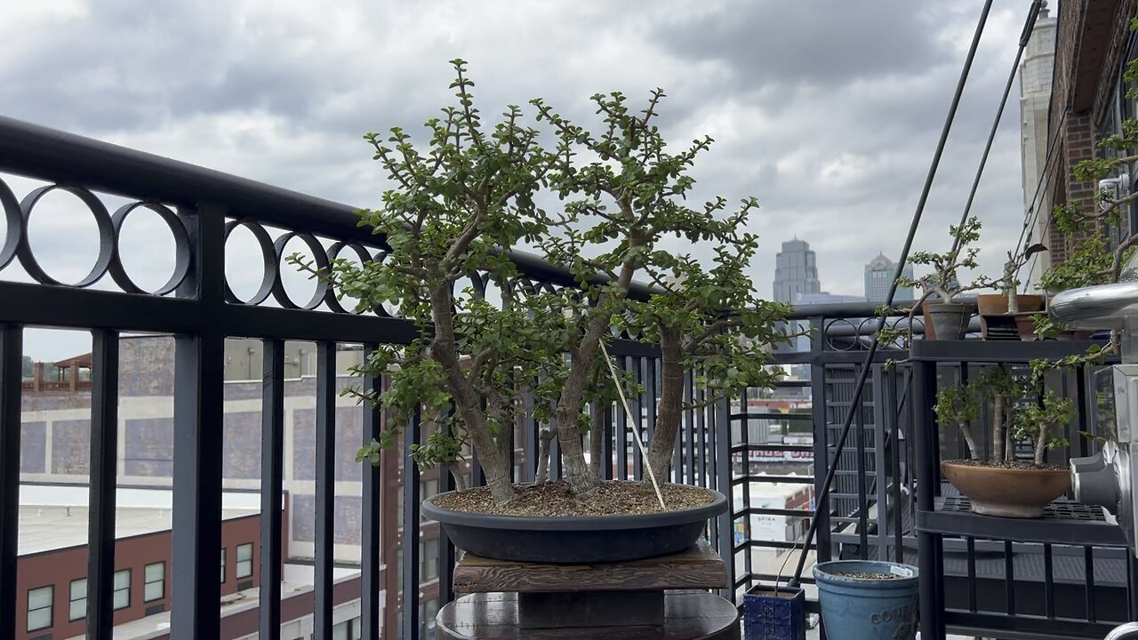 Trimming a portulacaria afra bonsai forest