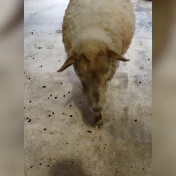 A Woman Asks A Sheep If It's Good Or Bad