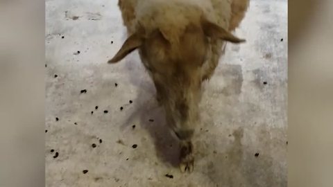 A Woman Asks A Sheep If It's Good Or Bad