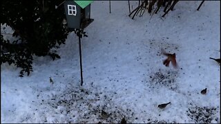 SnowBirds in full