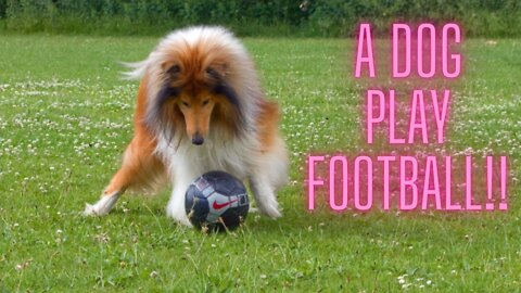 Football with dogs; Is it really possible for a dog to play ball with a human?!!!