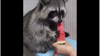 Cute raccoon snacks on juicy watermelon