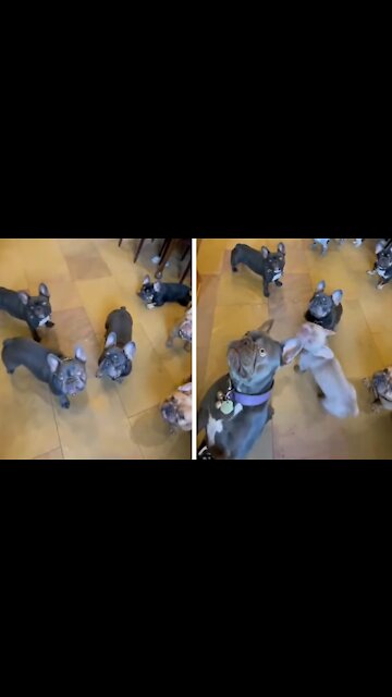 Puppies Hear The Sound Of Rubber Chicken And Get Smart