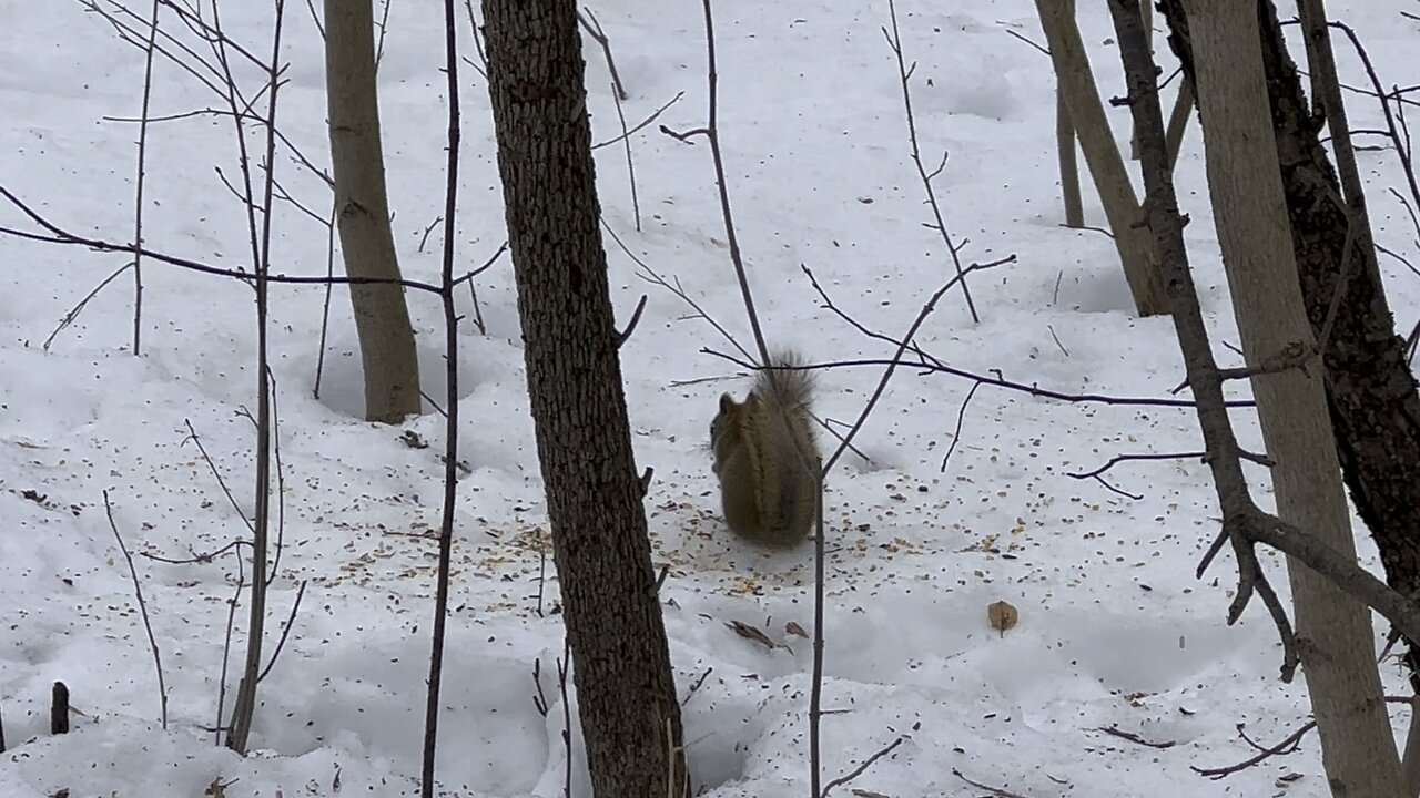 Red-Tailed Squirrel and Cardinals