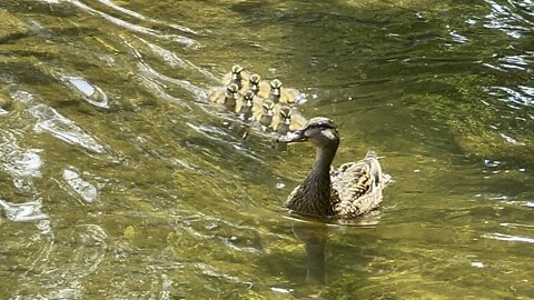 Mama and her 7 ducklings