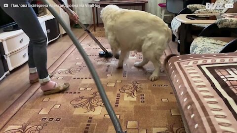 Ce golden retriever aime se faire passer... à l'aspirateur!