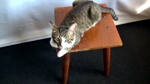 I Love Climbing on Every Piece of Furniture