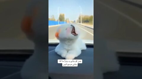 WHY.ARE.YOU.SO.CUTE??? #Puppy #Dogs #Shorts #Puppyvideo #Shortvideo #dog #doglover #cutedog #puppylo