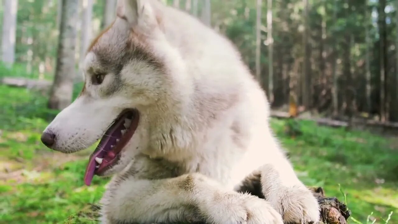 Cute Husky