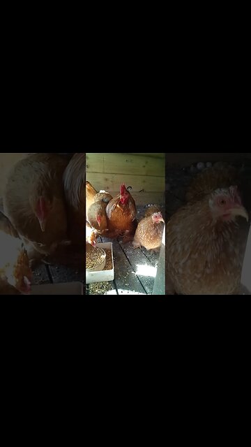 Good Morning Buff Pekins